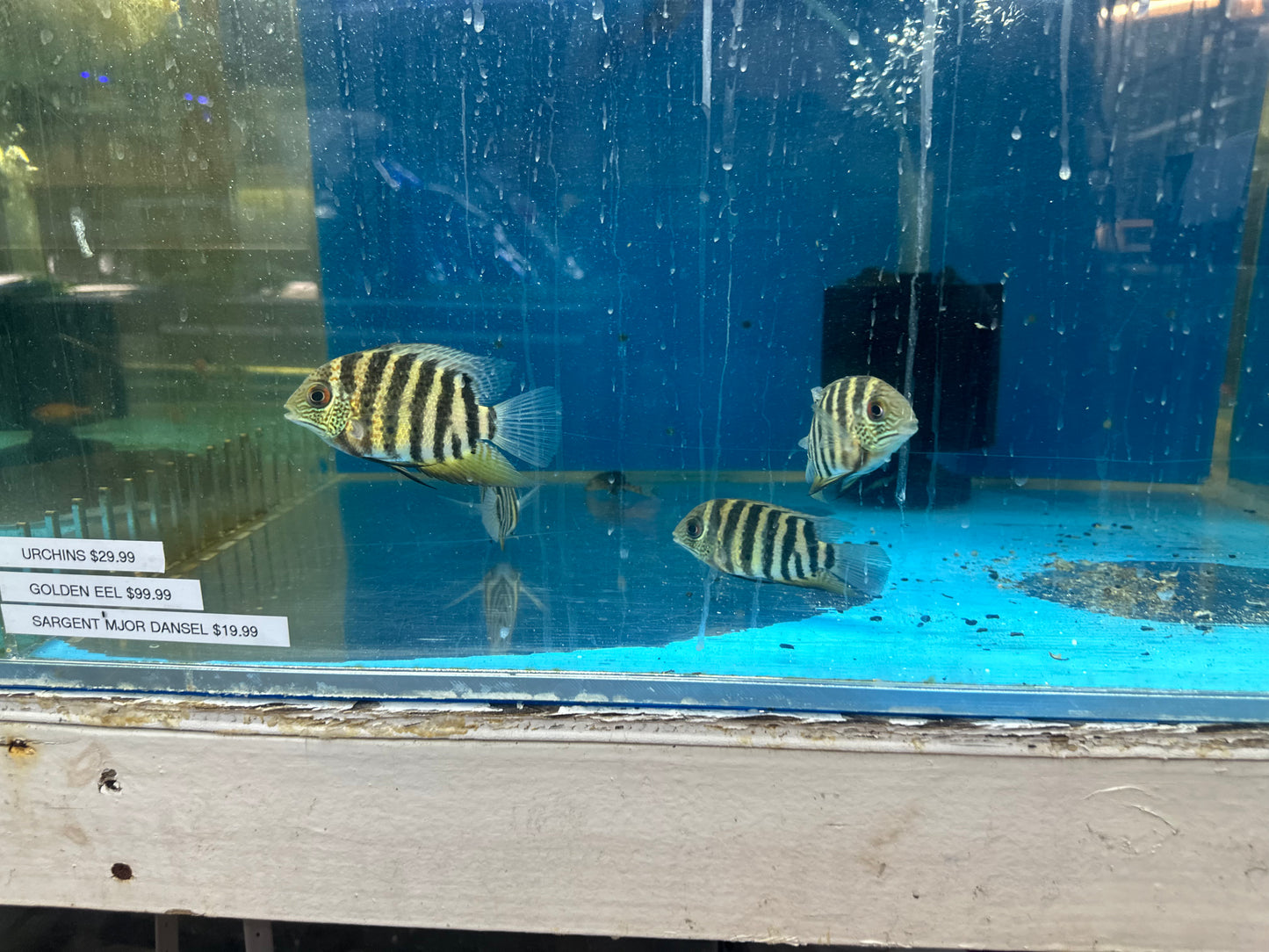 Red Wild Tiger Severum Rio Negro Curare (Heros Severus)