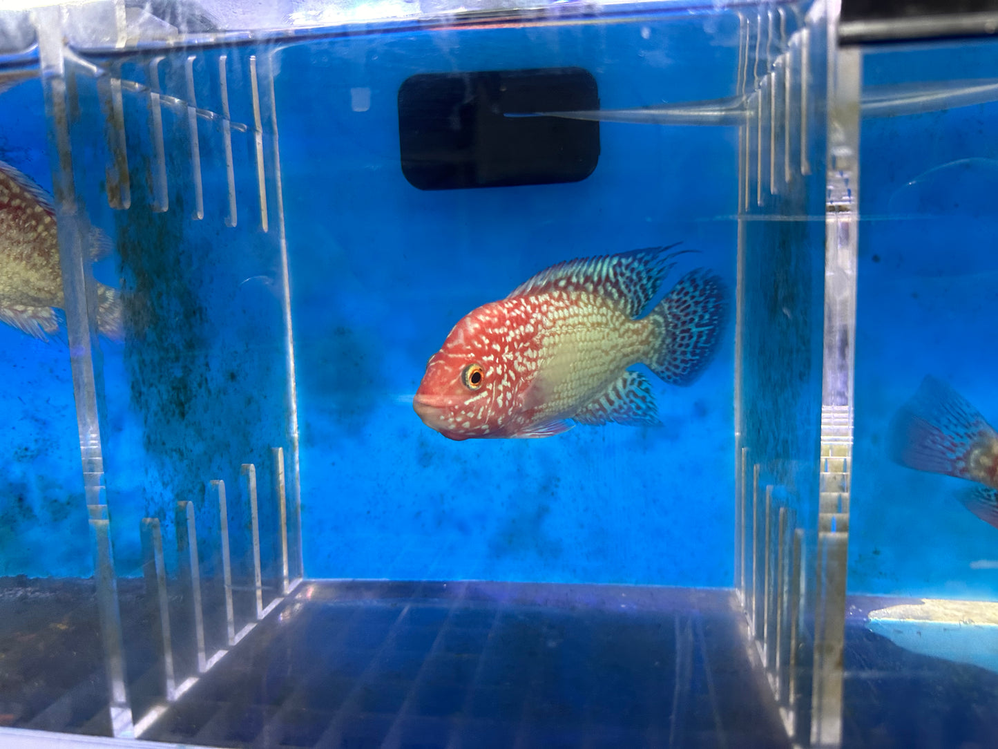 Red Texas Cichlid (Herichthys sp. hybrid)