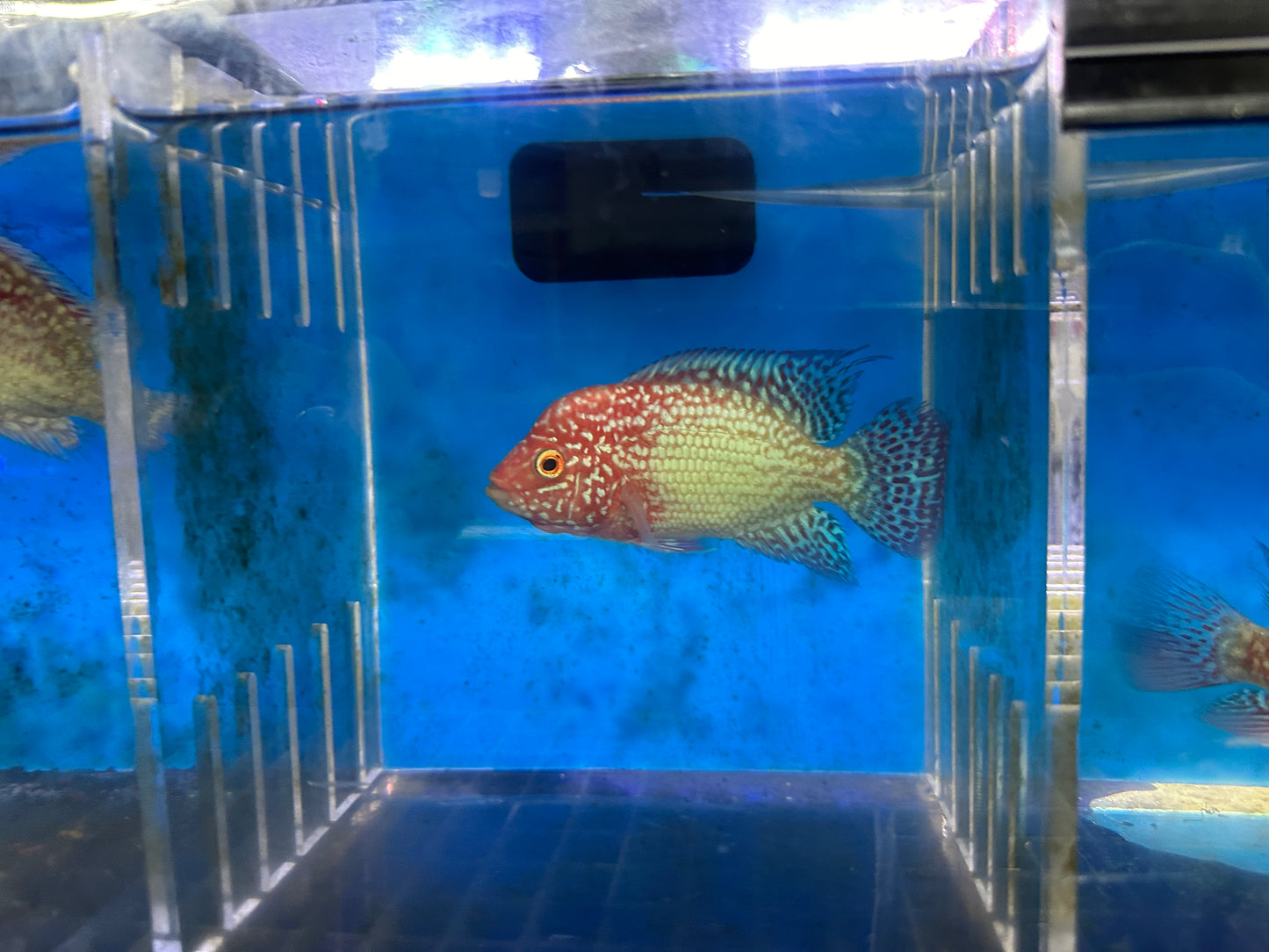 Red Texas Cichlid (Herichthys sp. hybrid)