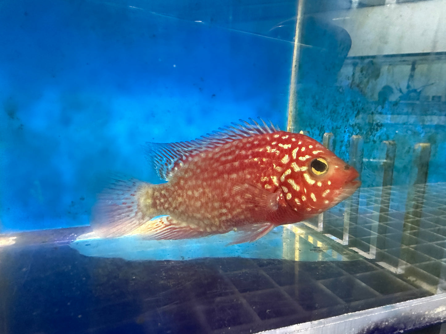 Red Texas Cichlid (Herichthys sp. hybrid)