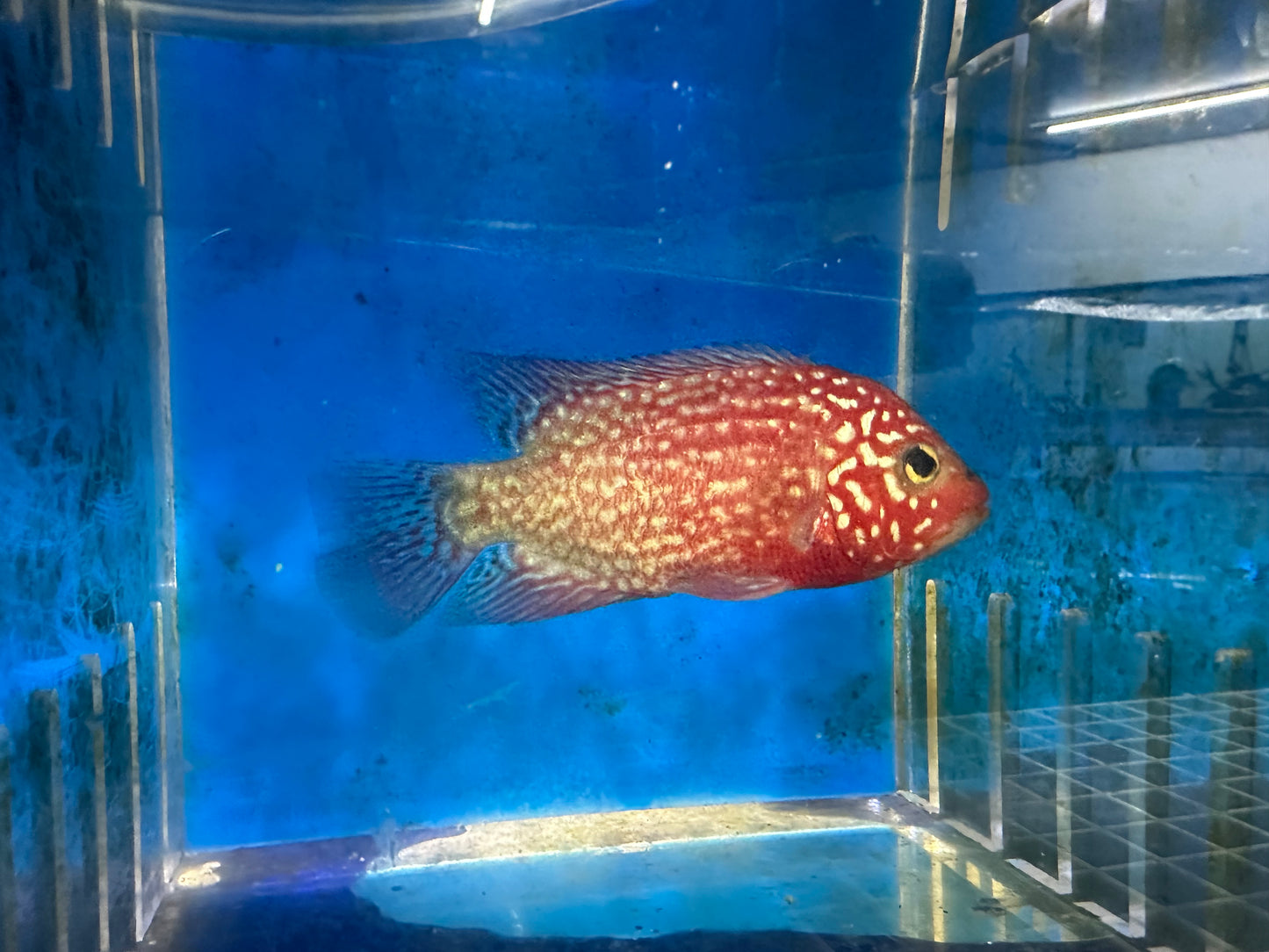 Red Texas Cichlid (Herichthys sp. hybrid)