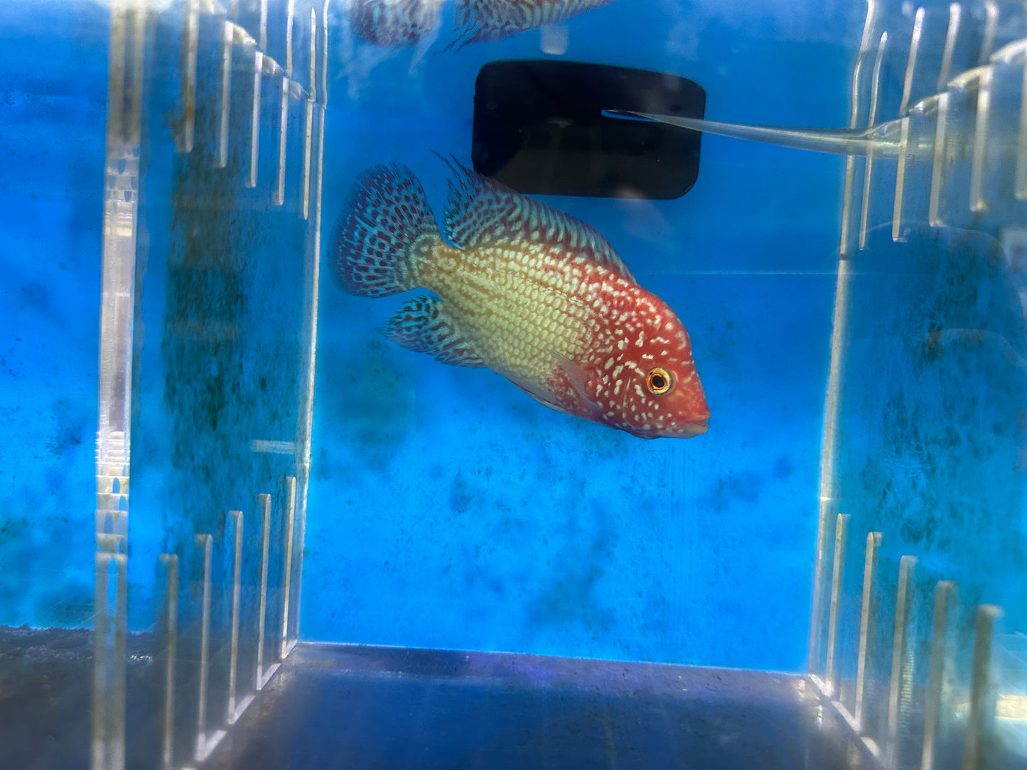 Red Texas Cichlid (Herichthys sp. hybrid)