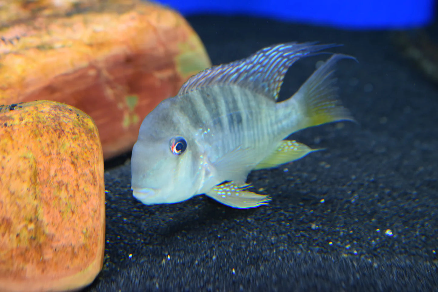 American Cichlid Geophagus Balzanii