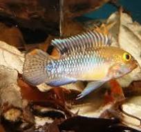 APISTOGRAMMA NORBERTI