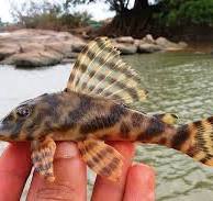 L015 Candy Stripe Pleco (Peckoltia Vittata)