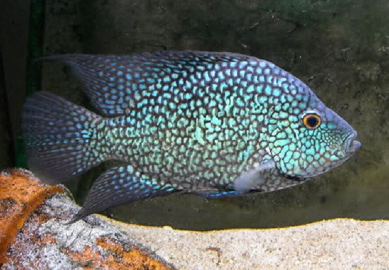 Electric Blue Texas Cichlid (Herichthys Carpintis)