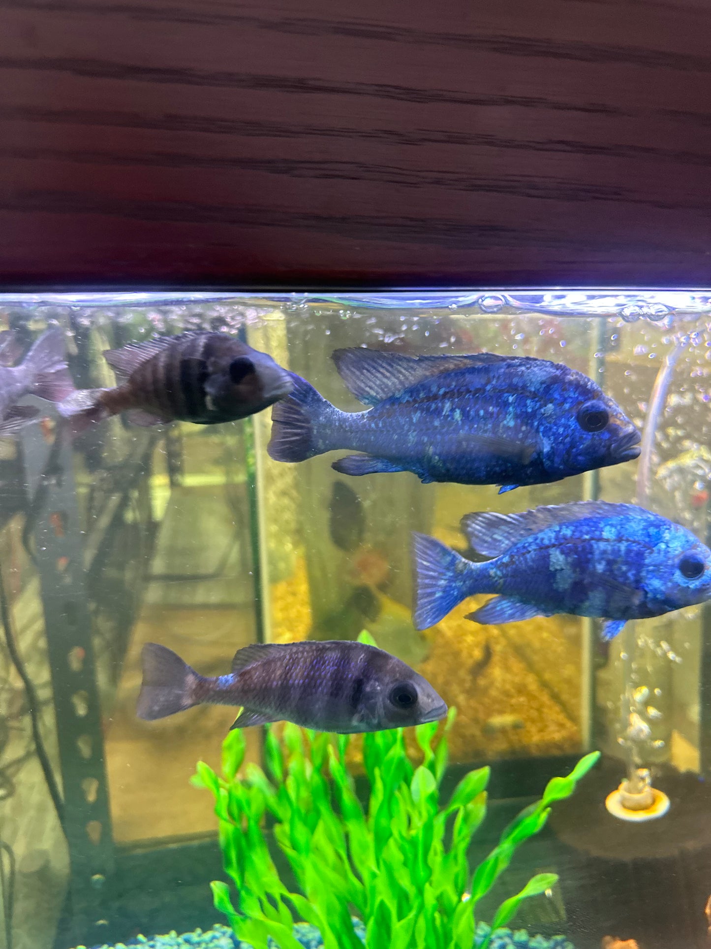 Star Sapphire Pair 3"-4" (1M+1F)