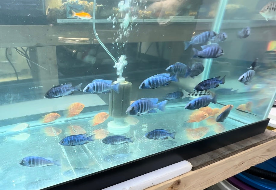 Star Sapphire Pair 3"-4" (1M+1F)