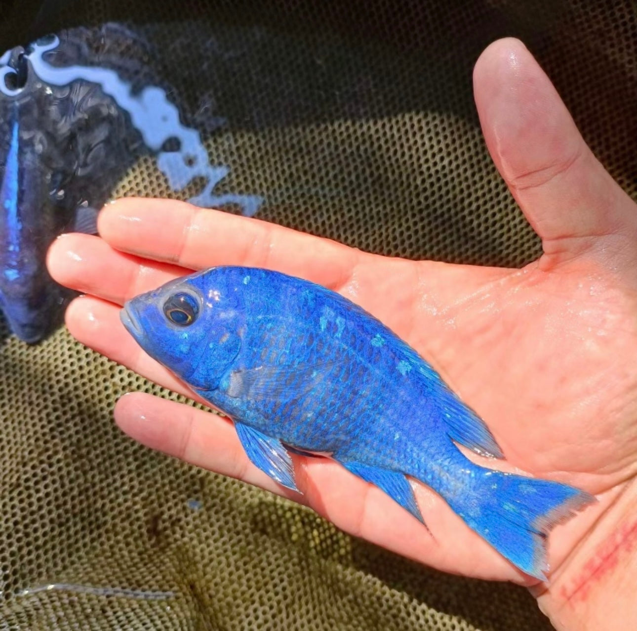 Star Sapphire Pair 3"-4" (1M+1F)