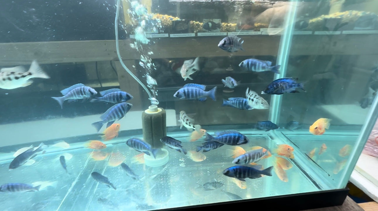Star Sapphire Pair 3"-4" (1M+1F)