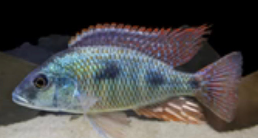 African cichlids Lethrinops Intermedius large male