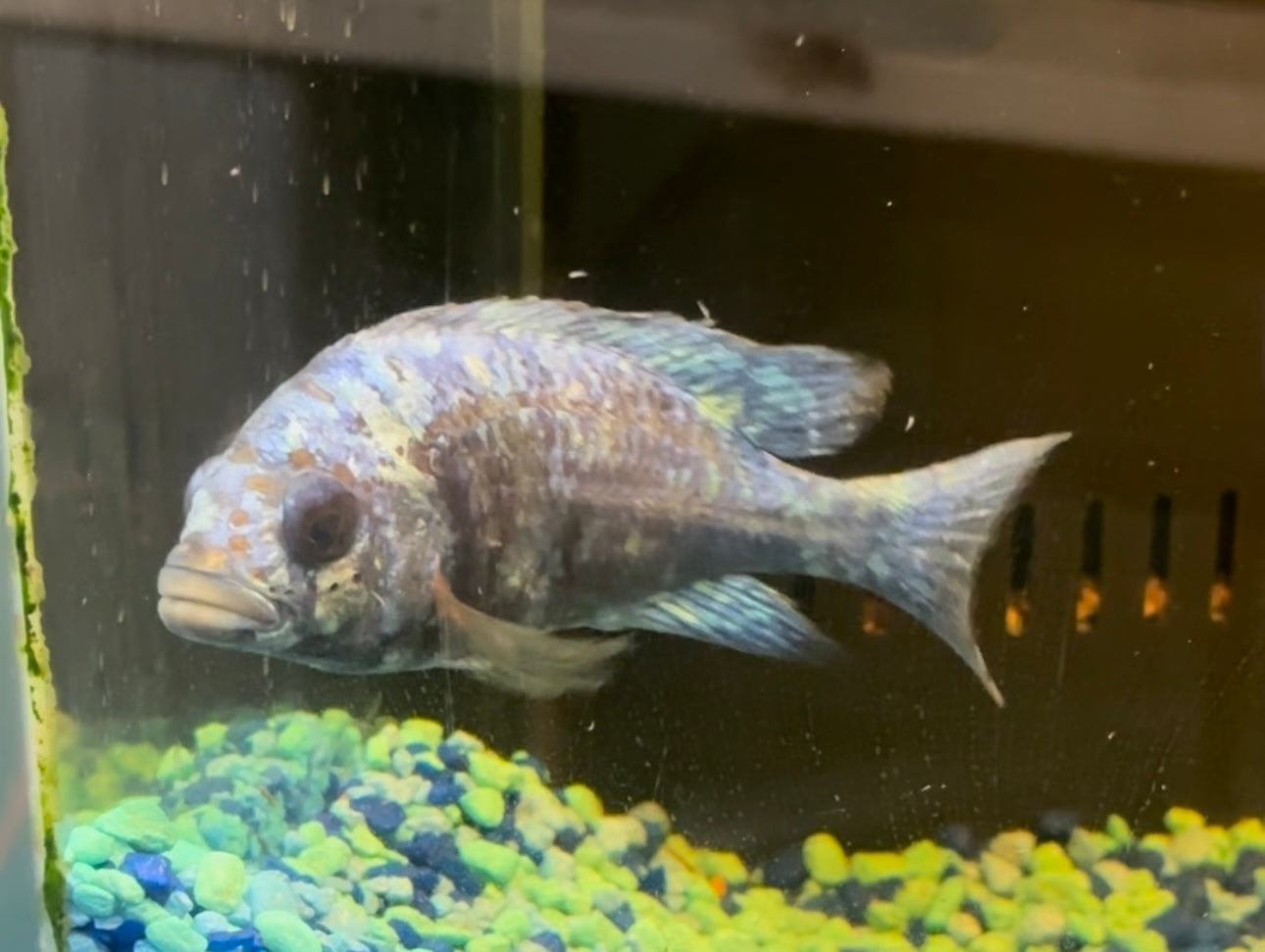 Star Sapphire Pair 3"-4" (1M+1F)