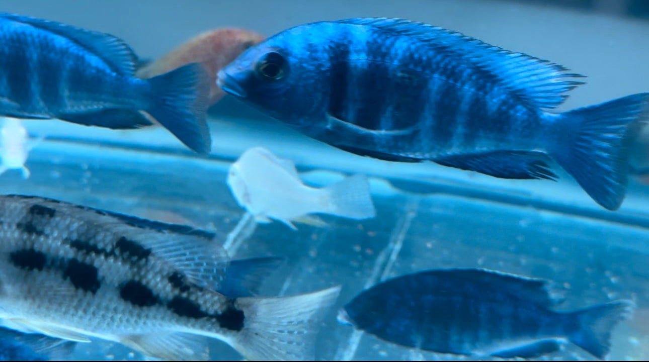 Star Sapphire Pair 3"-4" (1M+1F)