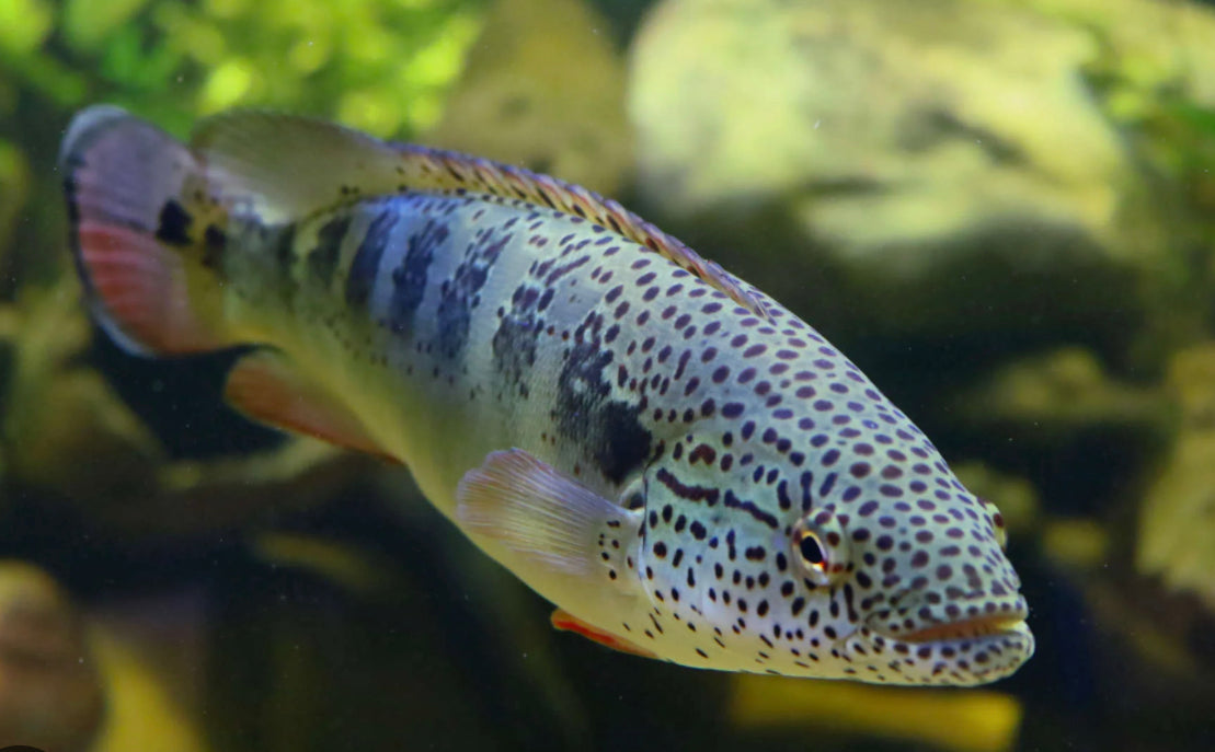 American Cichlid Lenticula Pike 5”-6”