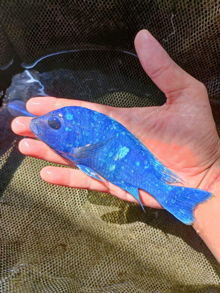 Star Sapphire Pair 3"-4" (1M+1F)