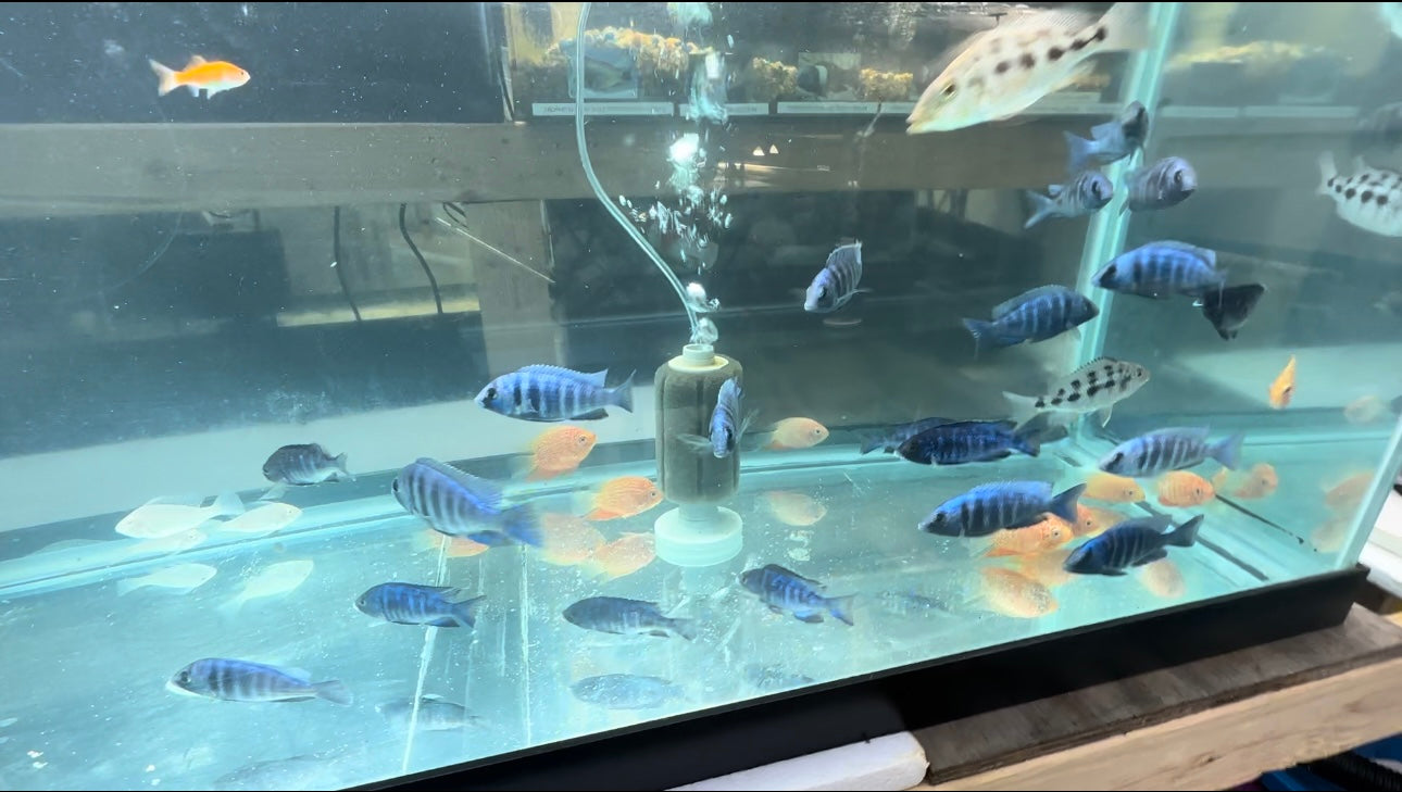 Star Sapphire Pair 3"-4" (1M+1F)
