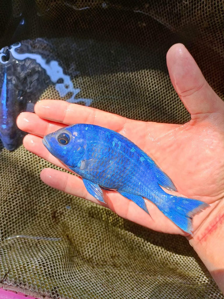 Star Sapphire Pair 3"-4" (1M+1F)