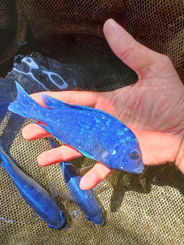 Star Sapphire Pair 3"-4" (1M+1F)