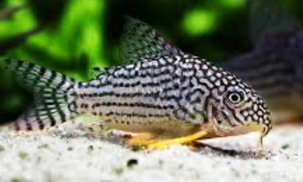 Corydoras Sterbai