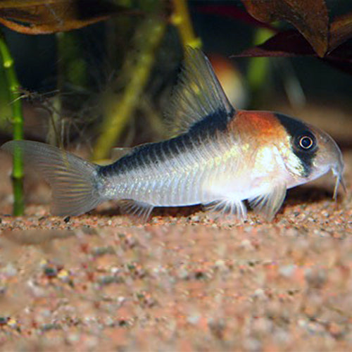 Cory Adolfi catfish