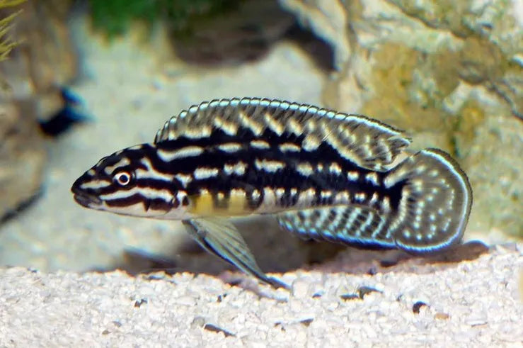 African Cichlid Julidochromis Marlieri