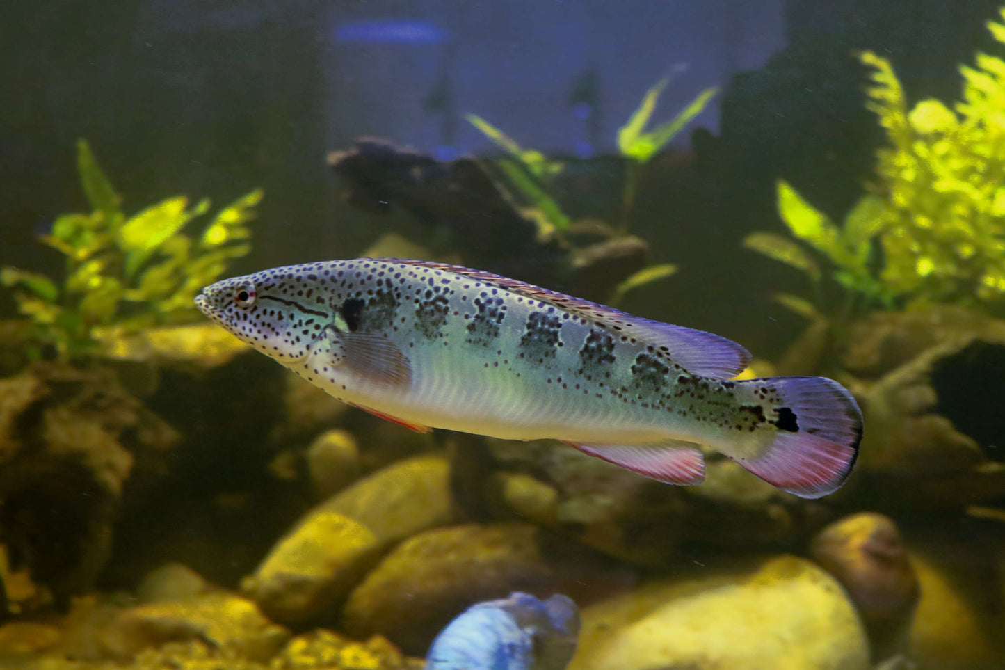 American Cichlid Lenticula Pike 5”-6”