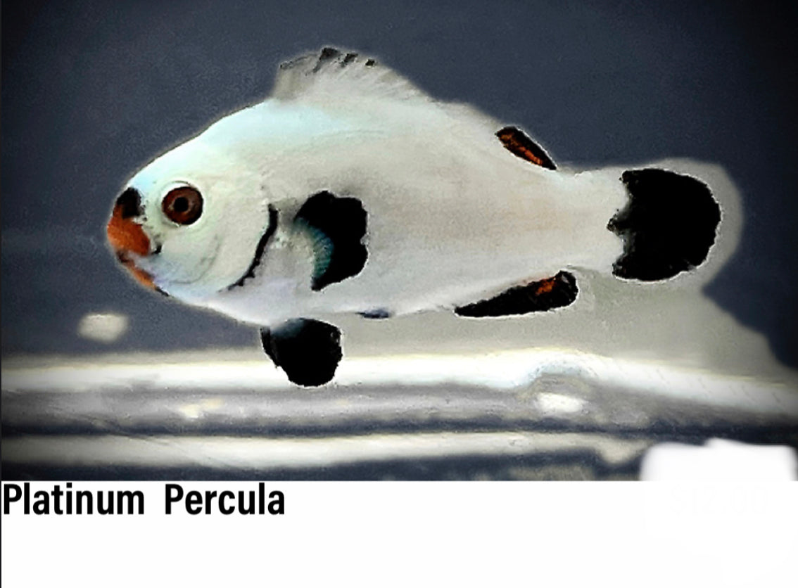 Platinum Percula Clownfish Juvenile