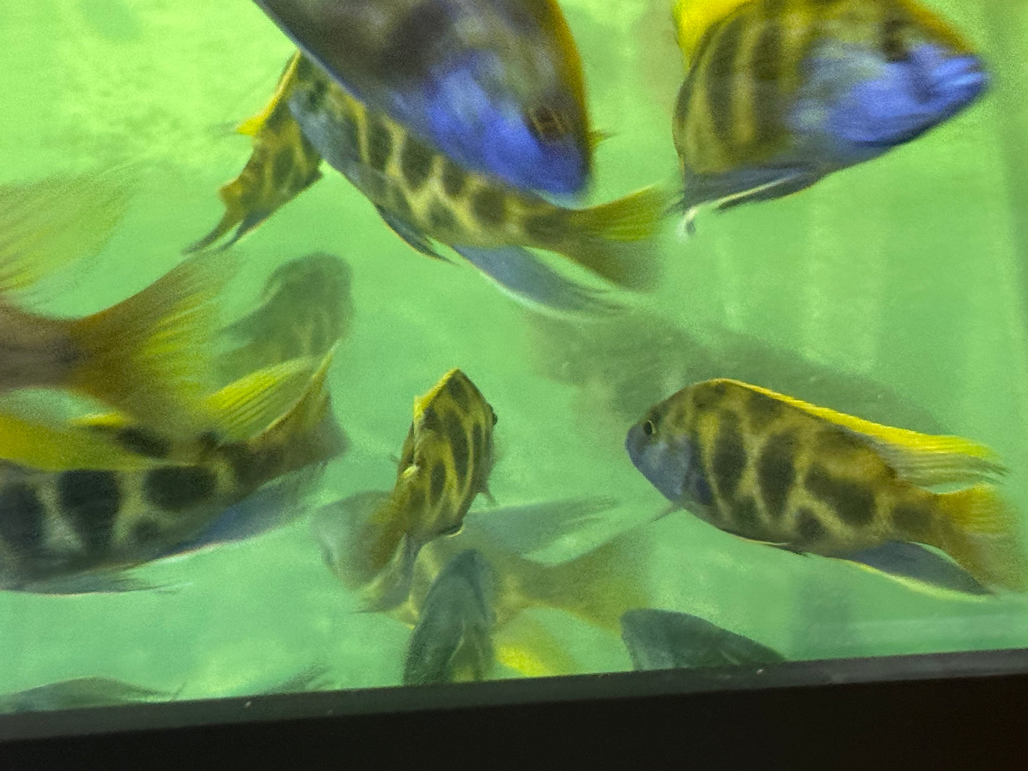 African Cichlid Venustus (giraffe cichlid)