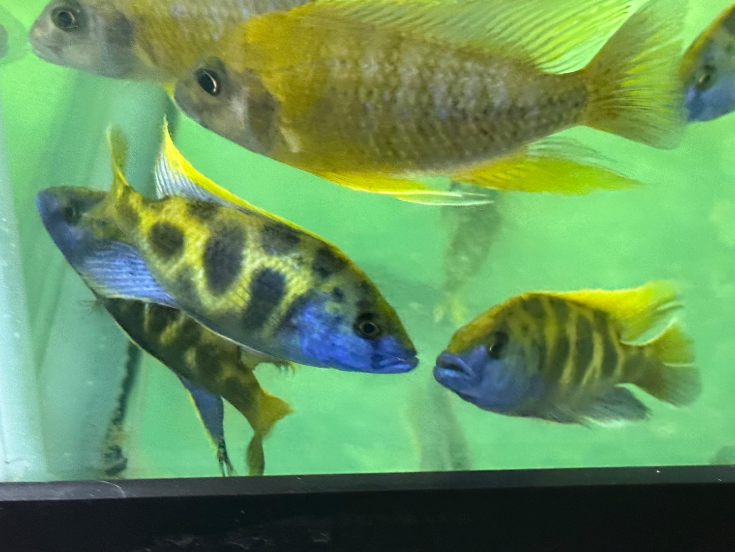 African Cichlid Venustus (giraffe cichlid)