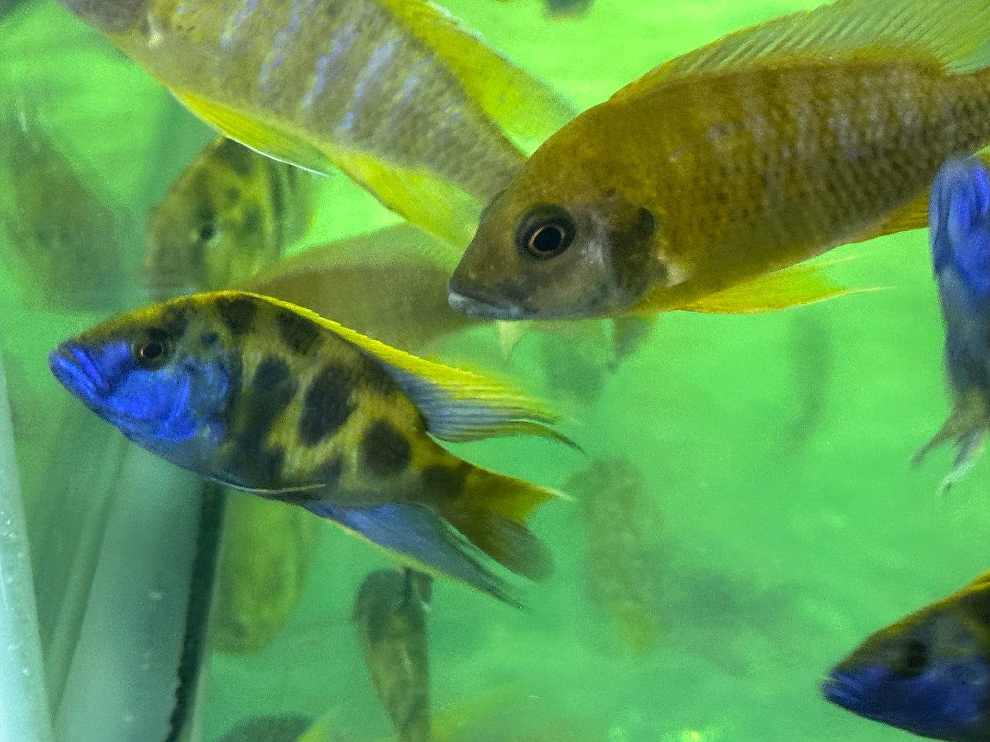 African Cichlid Venustus (giraffe cichlid)