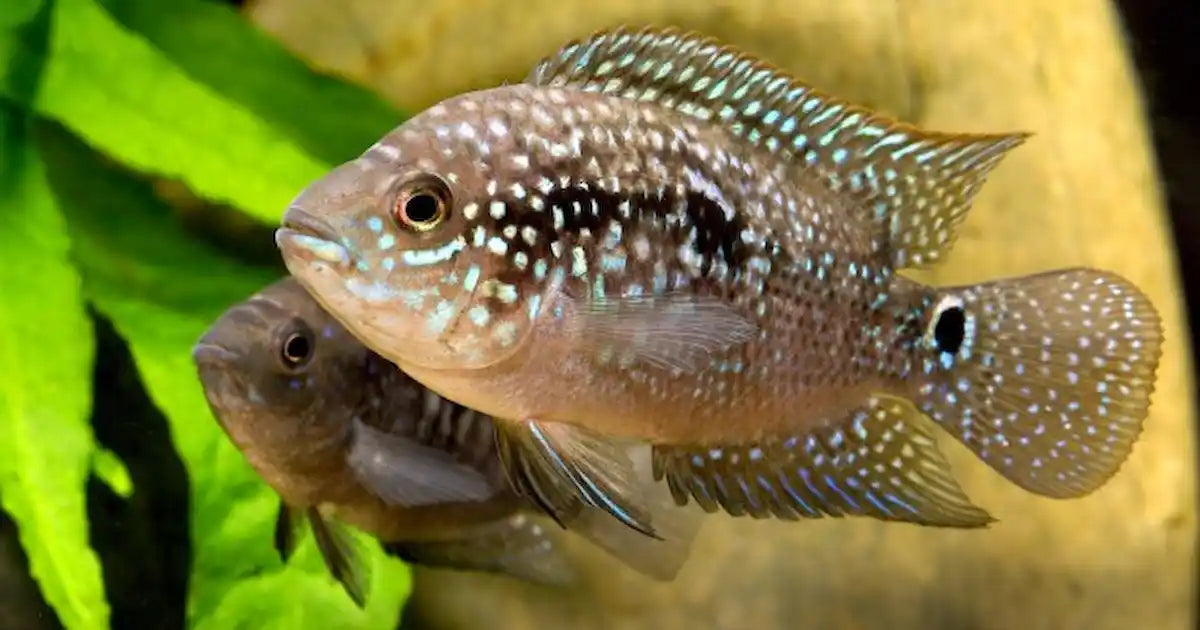 American Cichlid Jack Dempsey