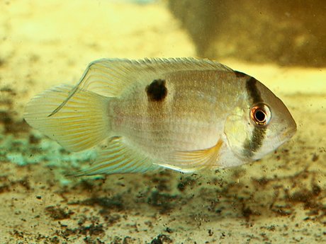 Keyhole cichlid care best sale