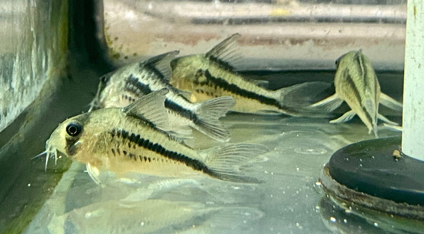 Cory loxozonus corydoras