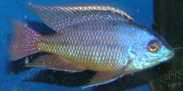 African Cichlid RED Empress