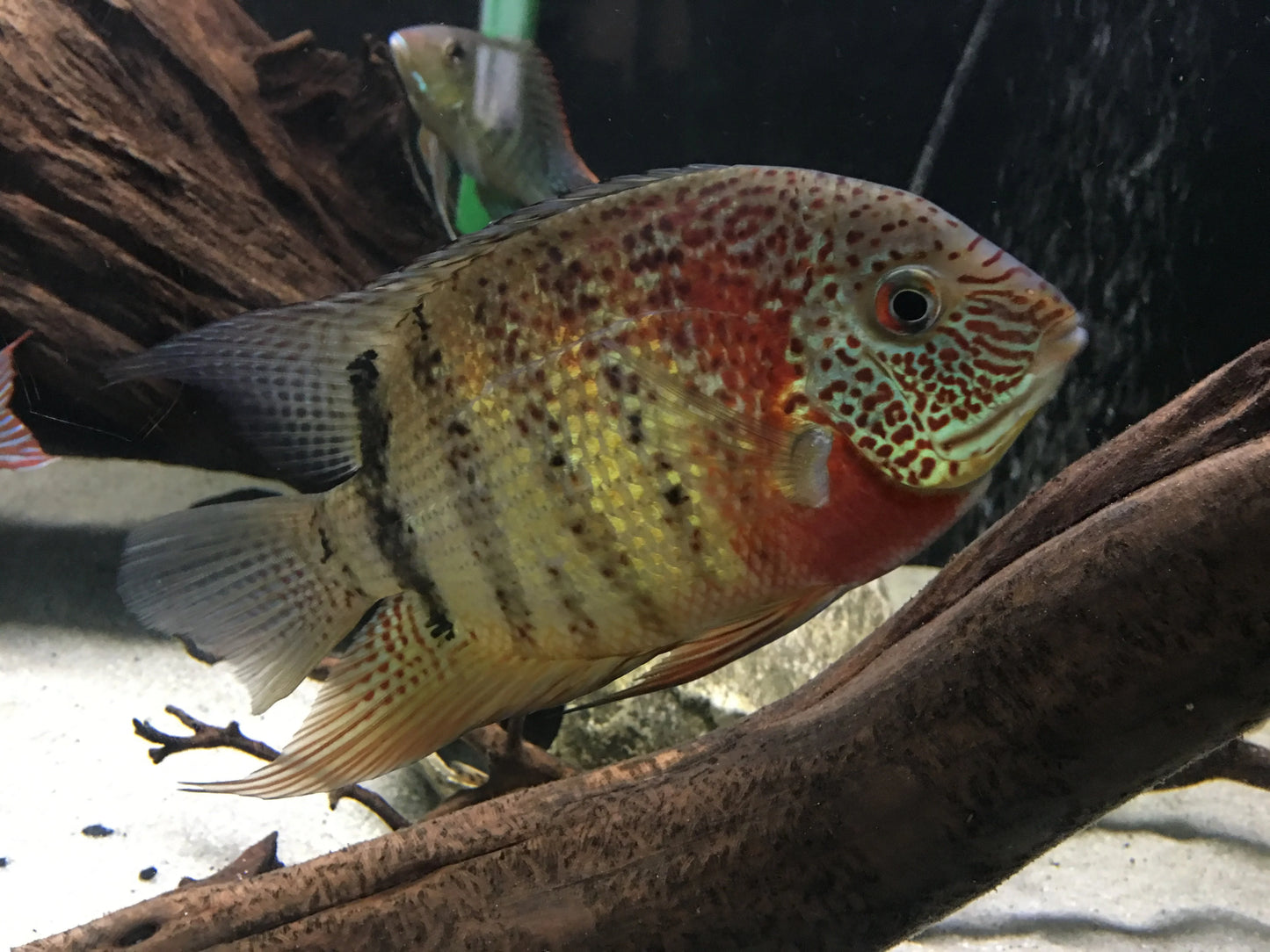 Red Wild Tiger Severum Rio Negro Curare (Heros Severus)