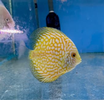 Discus Yellow Pigeon Discus