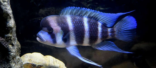 Frontosa Cichlids: A Deep Dive into Their Fascinating World