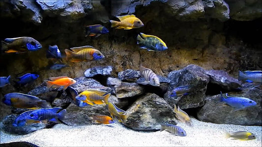 African Peacock Cichlids: A Splash of Color in Your Aquarium