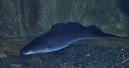 Aba Aba Knifefish (Gymnarchus niloticus) 10"-12”