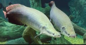 Arapaima (Arapaima gigas) 4"-5"