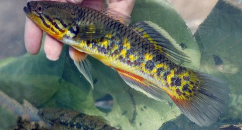 Giurus viator - Rainbow gudgeon goby can grow to 12"