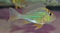 Red Striped Eartheater Cichlid (Geophagus surinamensis)