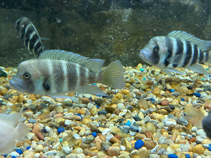 Kigoma 7 Stripe Frontosa (LAST 3 IN STOCK)