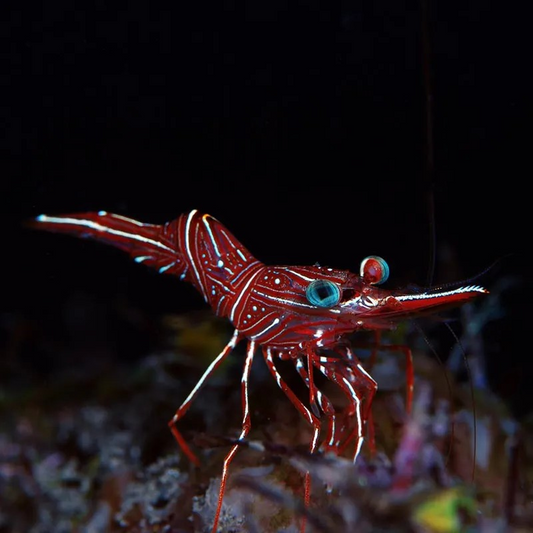 Dancing shrimp RHYNCHOCINETES DURBANENSIS