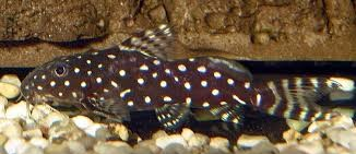 Synodontis Angelicus Catfish (Synodontis angelicus)