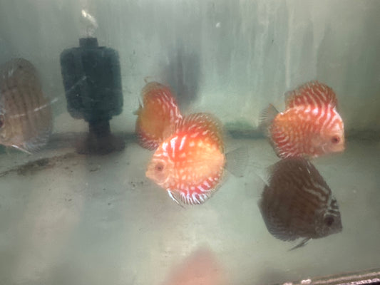 Golden Rainbow Discus