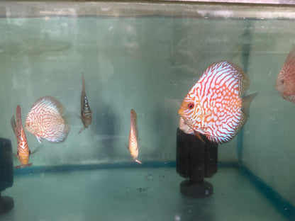 Pigeon Red Stone Discus-MDL 3"