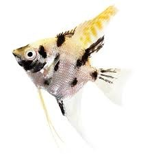 Tricolor Angelfish