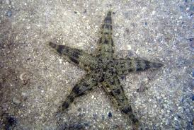 White Sand Starfish