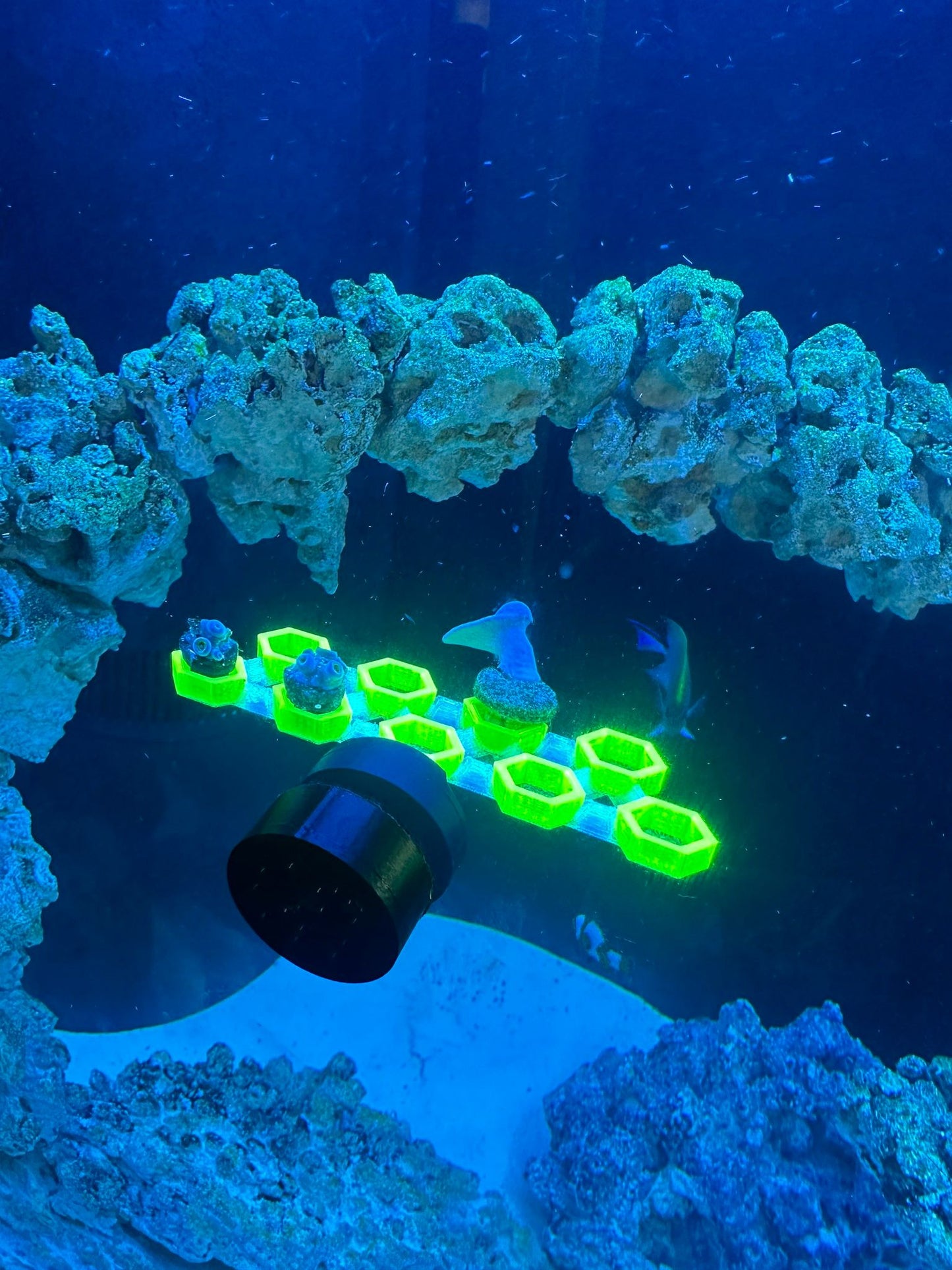 FragLoc™ - Magnetic Coral Frag Rack Kit